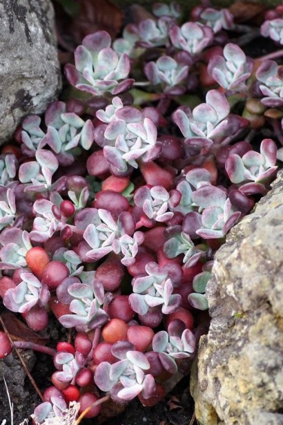 Очиток ложколистий Пурпуреум в ландшафті